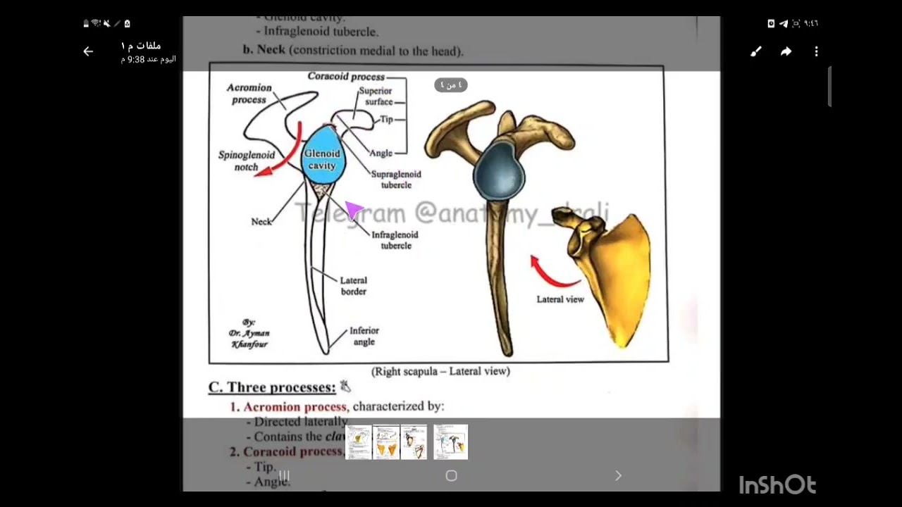 Scapula lec3