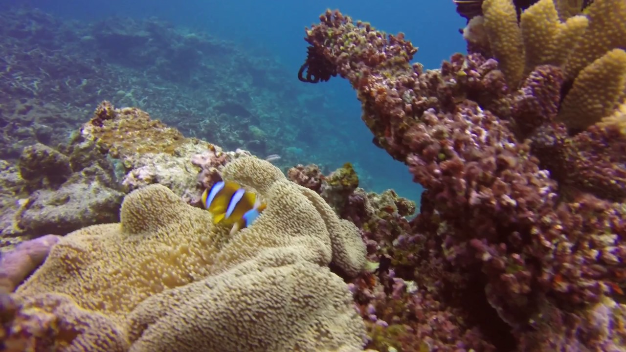 Scuba Diving the Great Barrier Reef  - January 2017