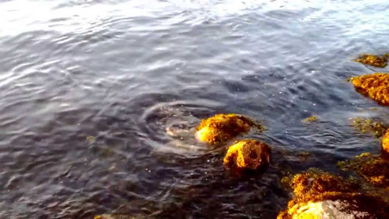 Baby Otters and Mom, Stanley Park Seawall