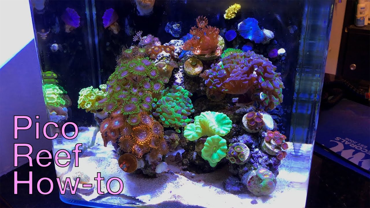 How to Pico Reef with Worldwide Corals