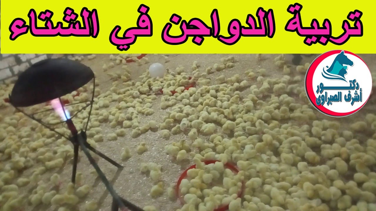 كيفية تربية الدواجن في الشتاء من الألف للياء بدء من التطهير ومواصفات الكتكوت الجيد والتحضين والتهوية
