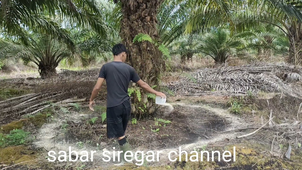 pupuk CIRP sangat cocok untuk sawit lahan gambut