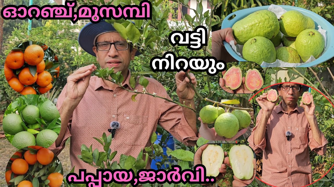 ചൂടുകാലവസ്ഥയിൽ നന്നായി കായ്ക്കുന്ന ഓറഞ്ച്,മുസമ്പി,പപ്പായ പേര,ജാർവി റെഡ്..#plants#fruits#orange#guava