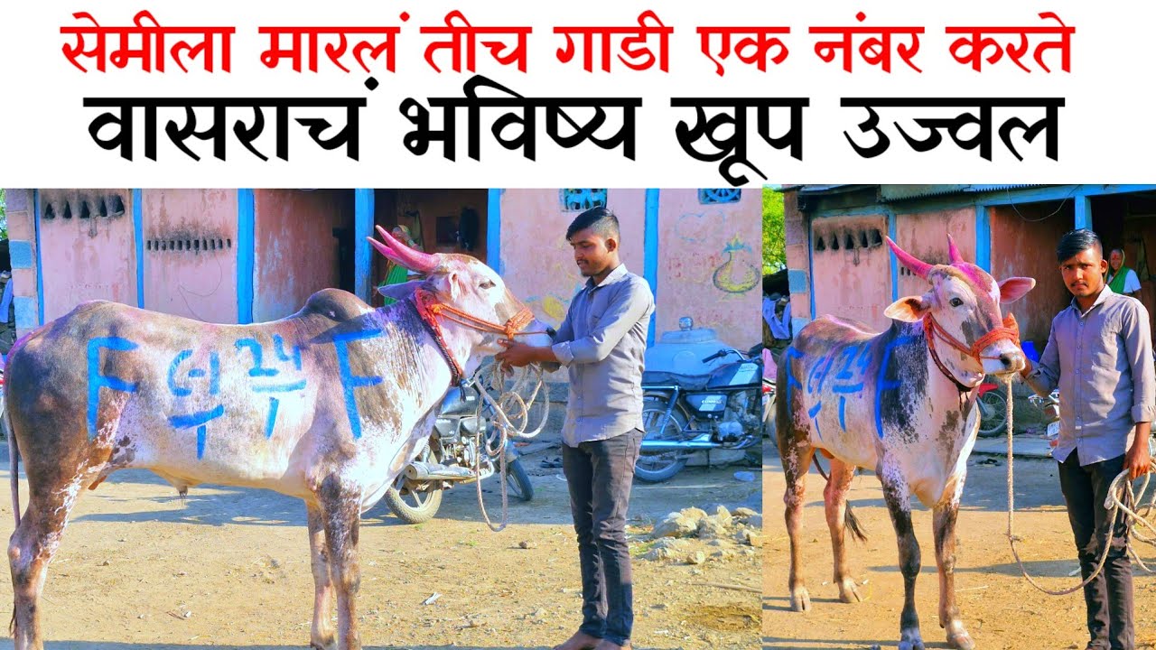 वासराचे भविष्य खूप उज्वल आहे 7709094709