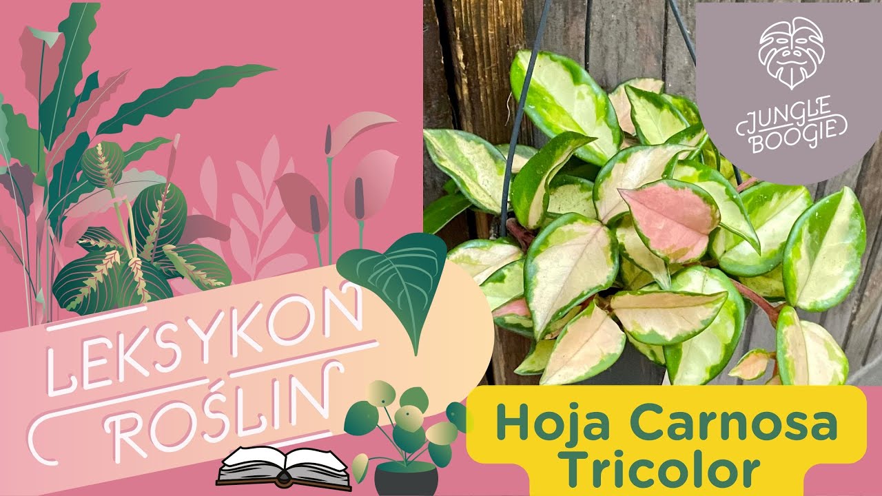 Hoya carnosa tricolor - jak dbać o hoję, jak podlewać i rozmnażać, podłoże i stanowisko dla hoi.