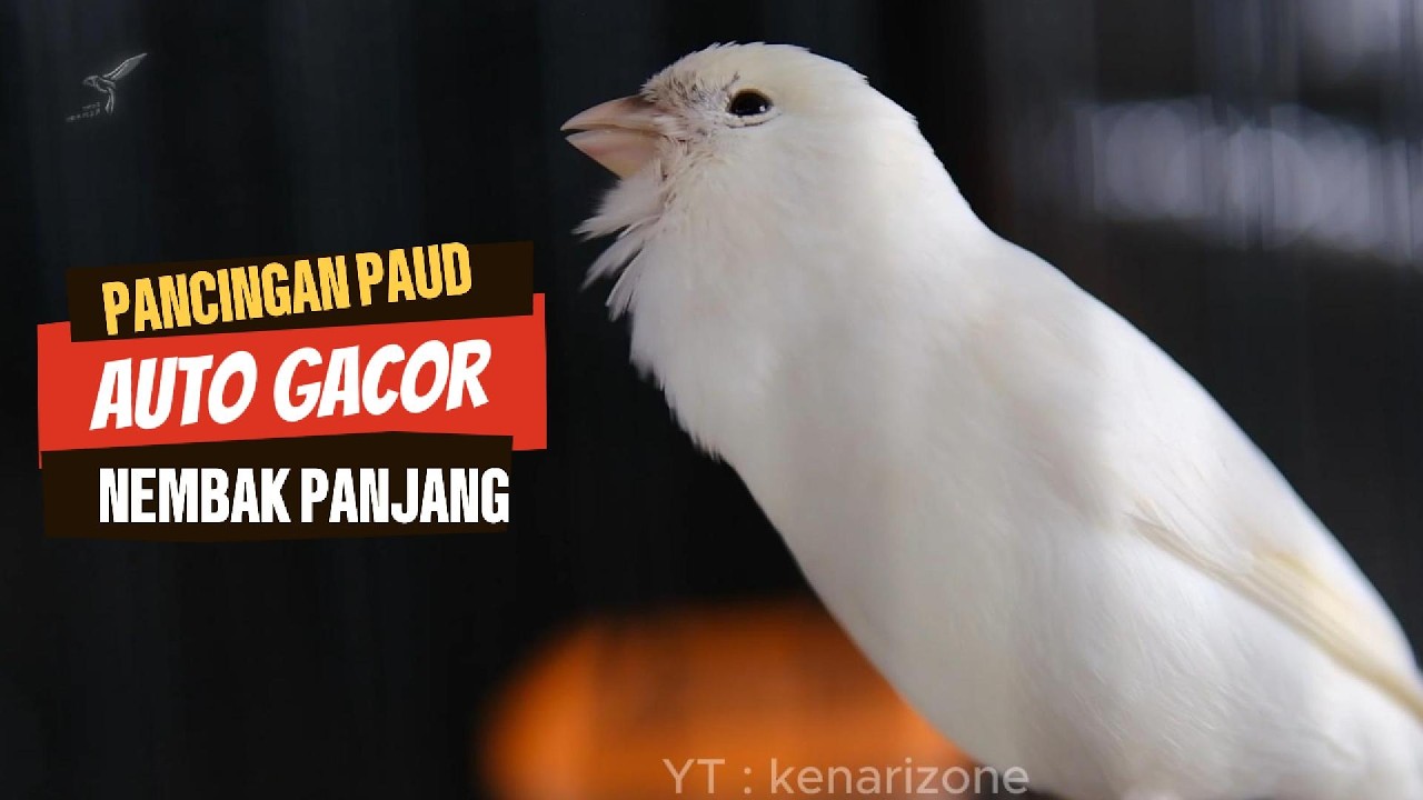 Pancingan Kenari Gacor Nembak Panjang | Masteran kenari Gacor | Kenari Gacor Durasi Panjang