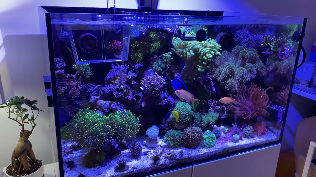 Обновление резервуара Red Sea Reefer 250 за октябрь 2021 г.