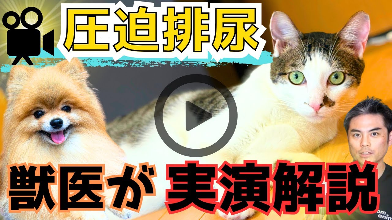 【圧迫排尿のコツ】現役獣医師が方法、目的、コツ、してはいけない場面を実演してやさしく解説　膀胱炎の予防のためにマスター【犬・猫・動物病院・ペット・獣医師・愛玩動物看護師・保護犬・保護猫】