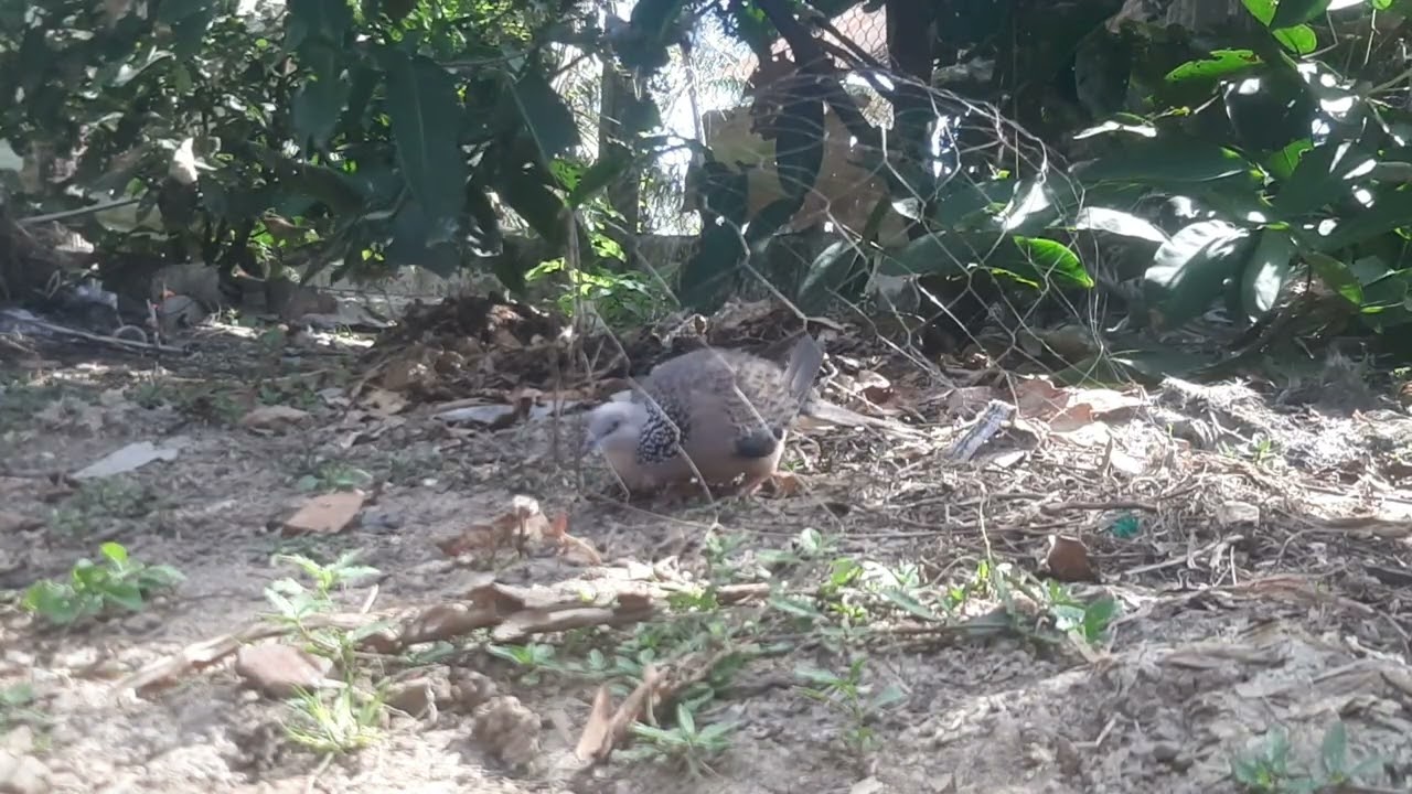 Tưới cây tắm nắng chim
