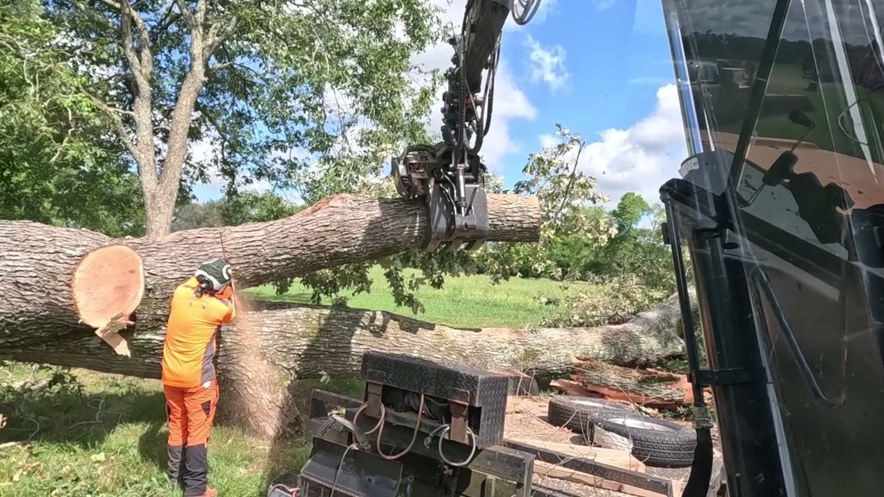 Massive oak crushed 2 utility trailers