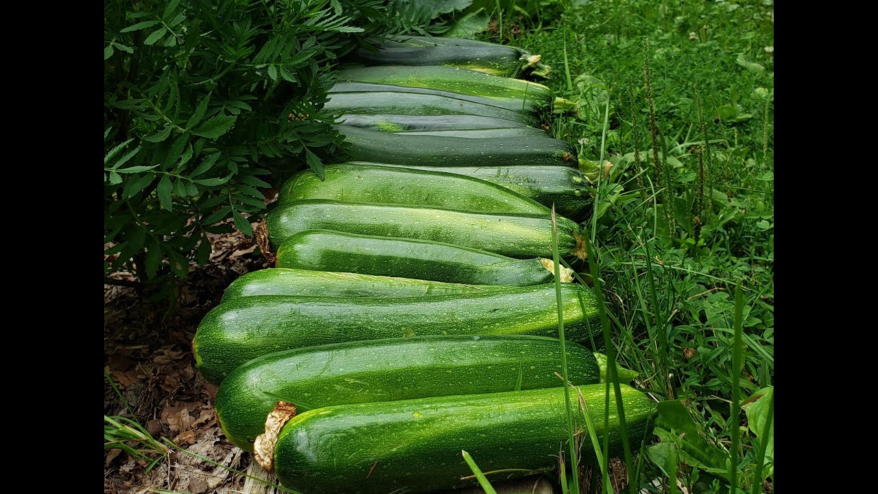 Benefits of Growing Zucchini in Containers vs Garden