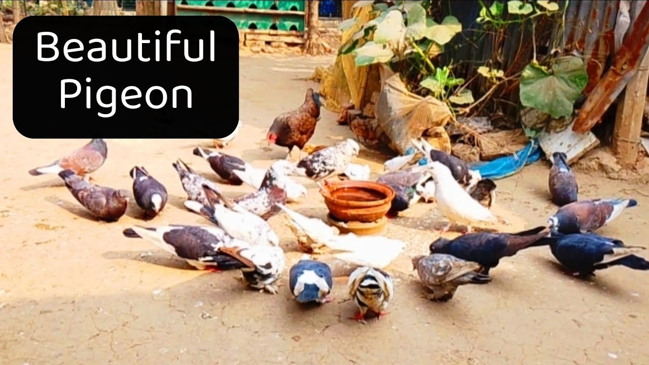 beautiful pigeons video | amazing pigeons video | best pigeons video | asian pigeons video 