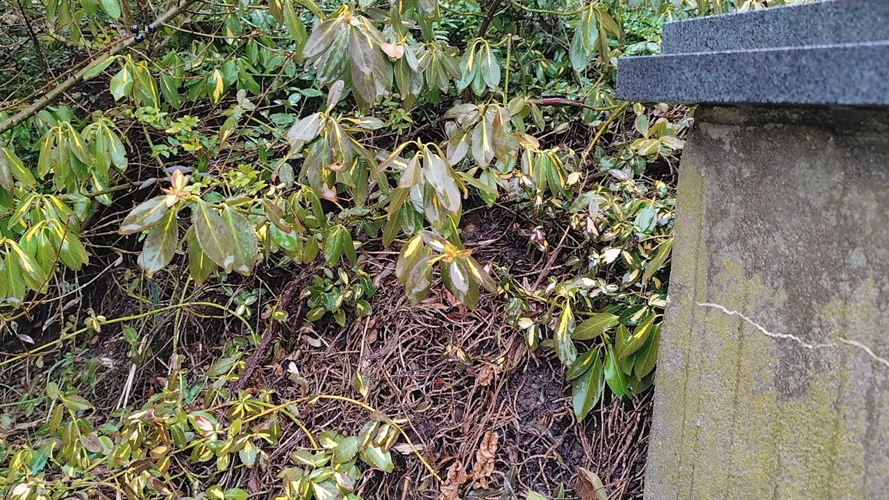 Relaxing rain sounds for sleep 😴🌧️ | 30 minutes by an old garden wall