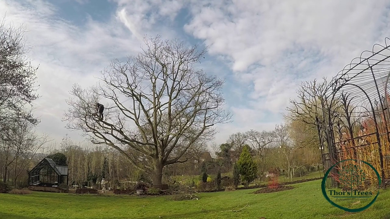 Thor's Trees - Mature Oak Tree Crown reduction