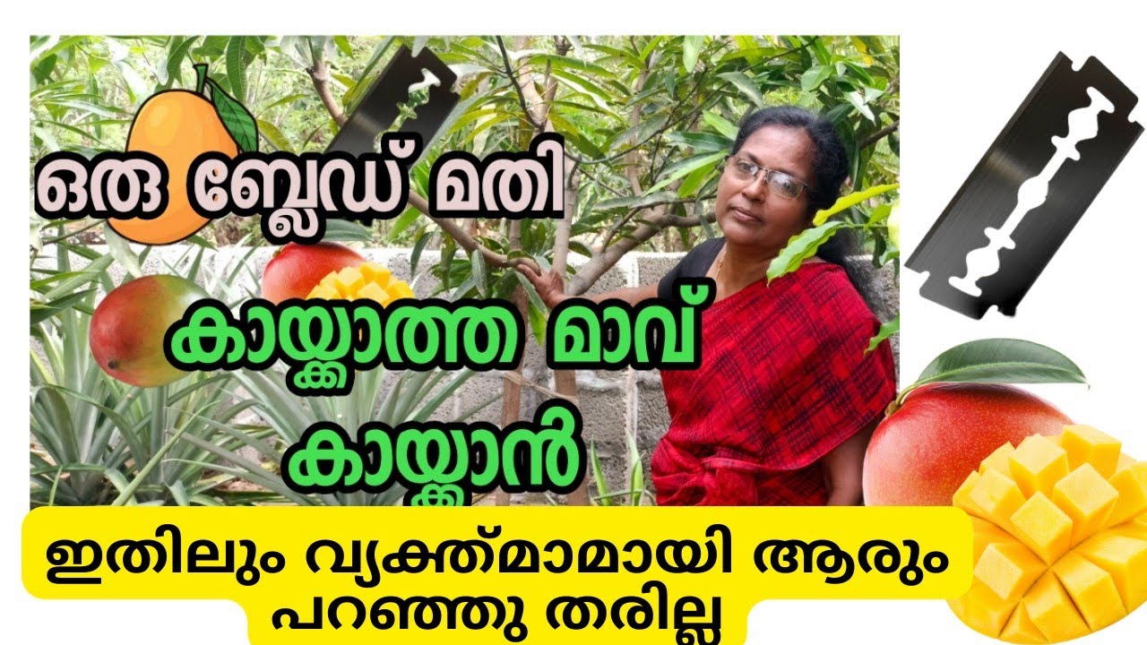 9 ലക്ഷം പേർ കണ്ട വീഡിയോ നിങ്ങൾക്കും ചെയ്യാം mango grafting