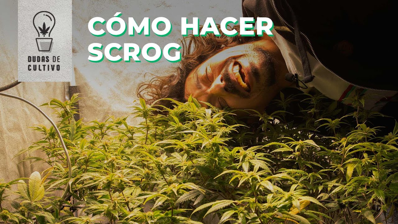 C&Oacute;MO CULTIVAR CANNABIS EN SCROG // C&Oacute;MO ARMAR UN SCROG
