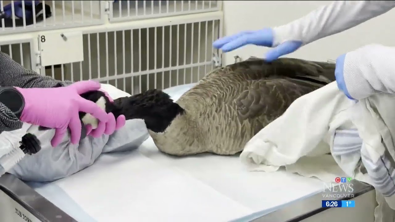 Goose impaled by arrow finally caught, treated