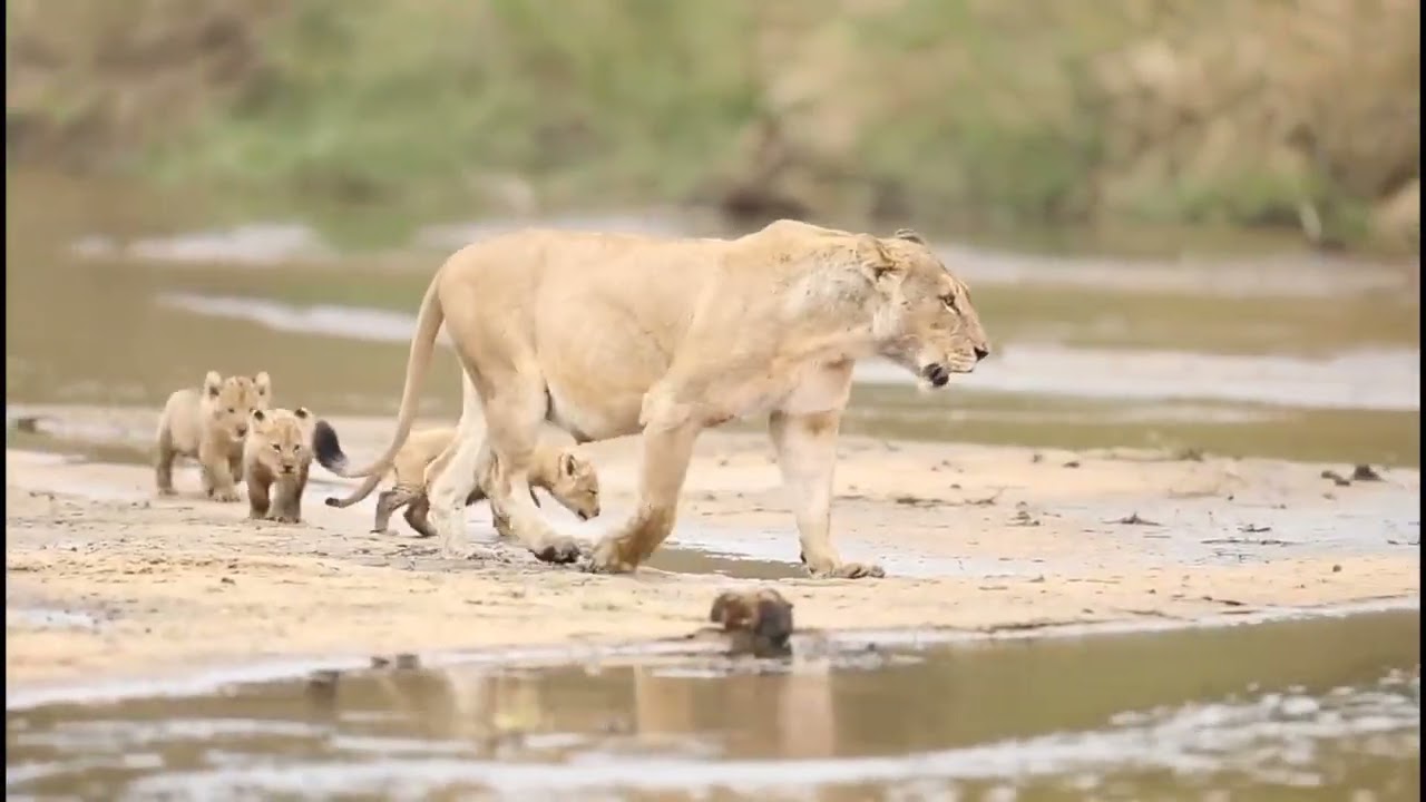Adorable chubby cub's with mother lioness 