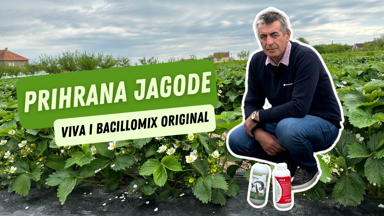 Viva i Bacillomix Original - idealna kombinacija u prihrani jagode | SAVACOOP