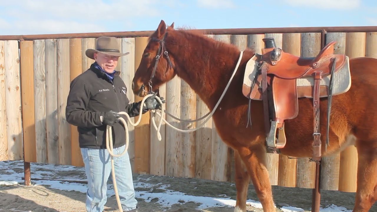 5 Reasons Mecate Bridle Sets are my FAVORITE training bridle! (PLUS how to tie with mecate bridle.)