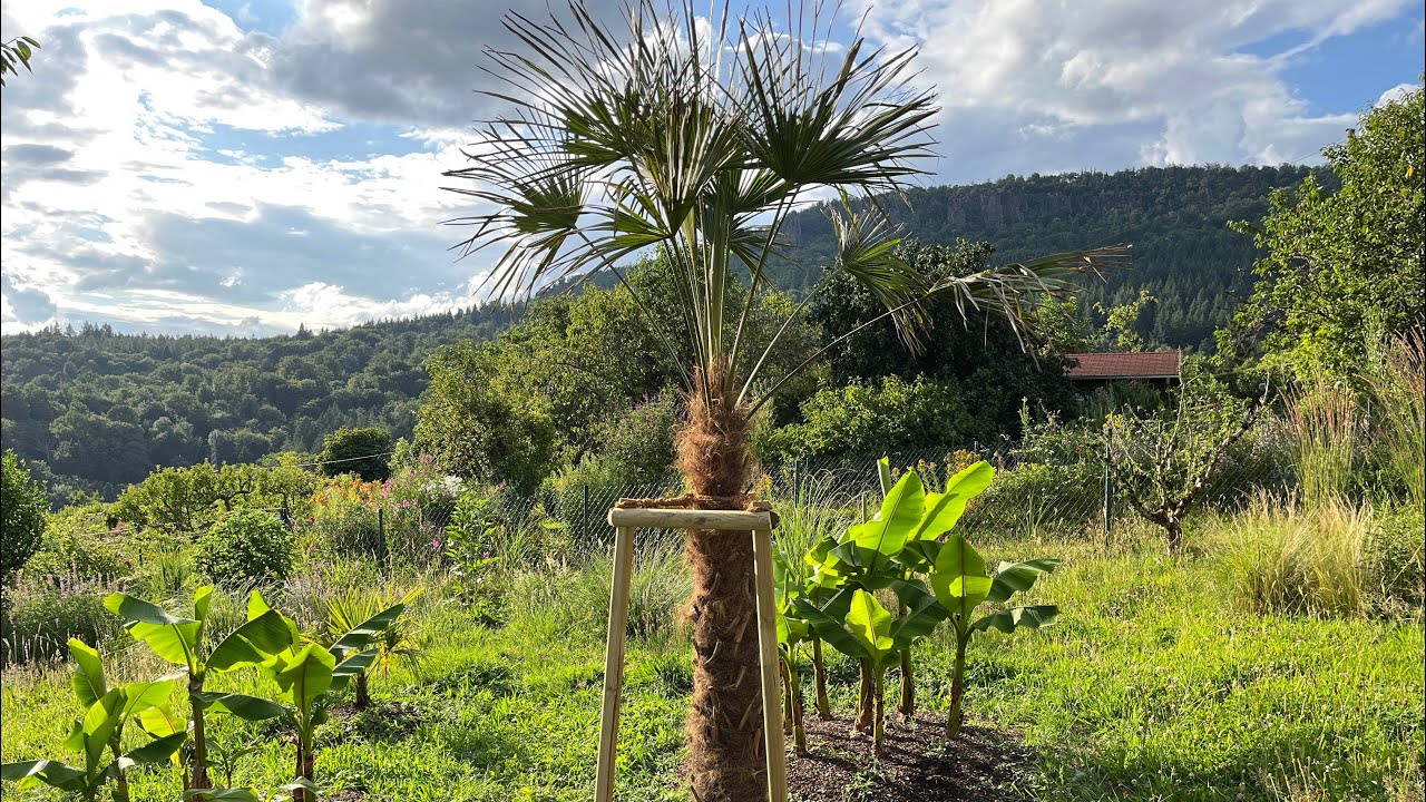 🌴 XXL Hanfpalme pflanzen mit Dreibock – Trachycarpus fortunei im Garten einsetzen 🌴