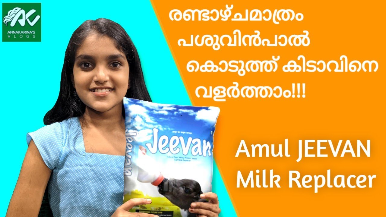 രണ്ടാഴ്ചമാത്രം പശുവിൻപാൽ കൊടുത്ത് കിടാവിനെ വളർത്താം || Amul JEEVAN Milk Replacer