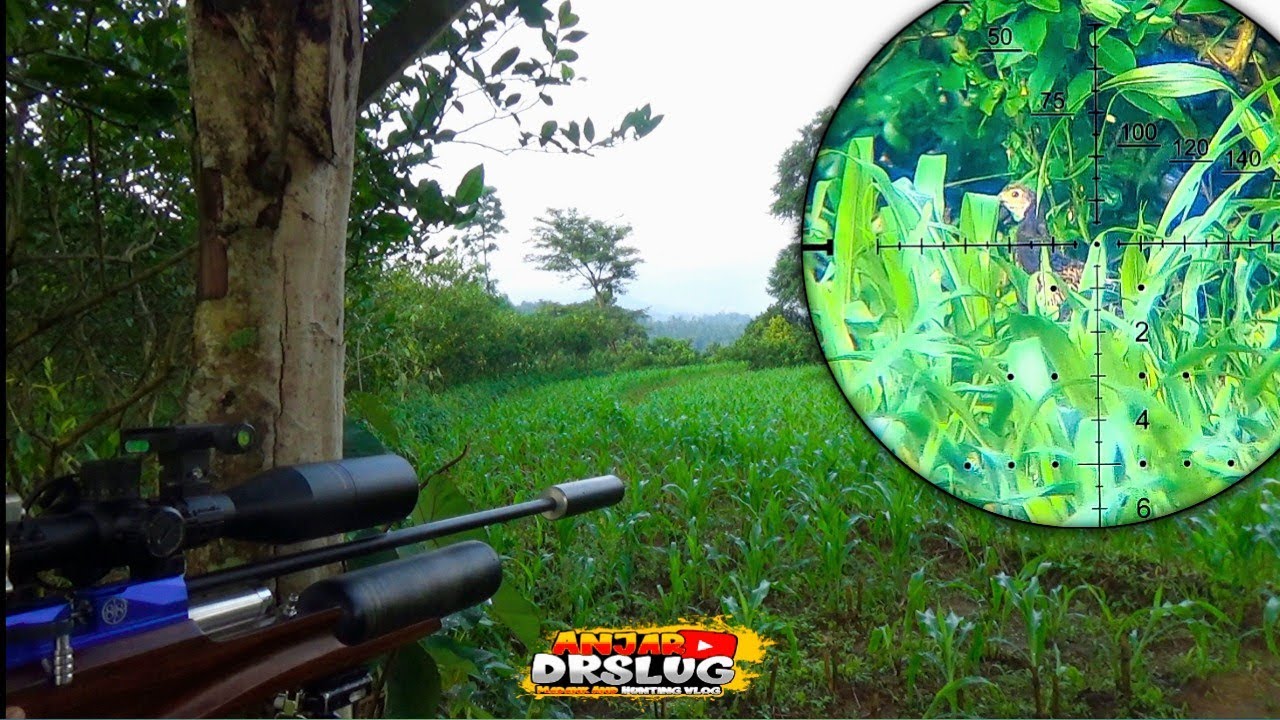 Hunting Ayam Hutan Dan tekukur di Musim Angin