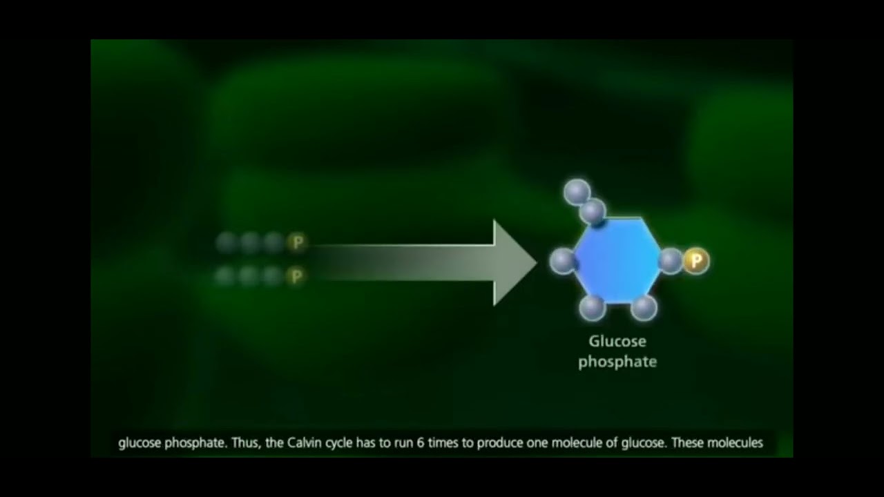 Photo Synthesis (Dark/Blackman Reaction)