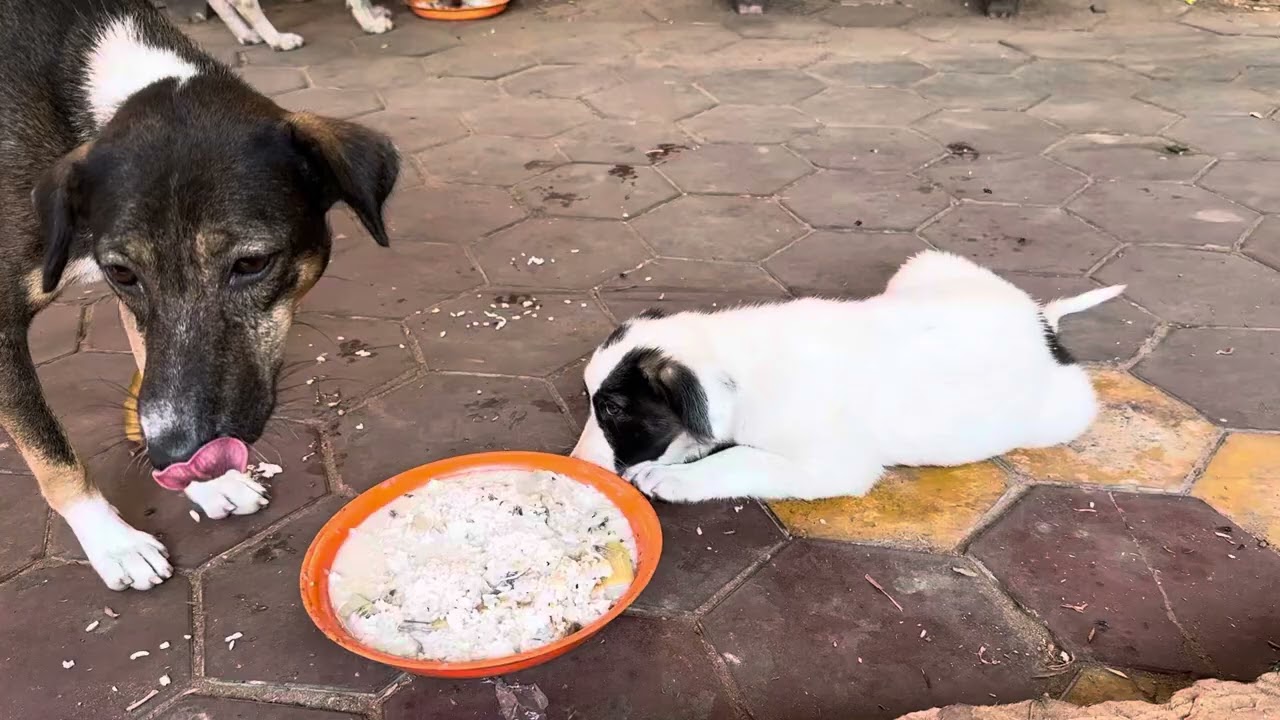 Dog and puppy eating food.#rabbit #cat #dogs #kitten #puppy #monkey #seal #tiger #shortvideo 