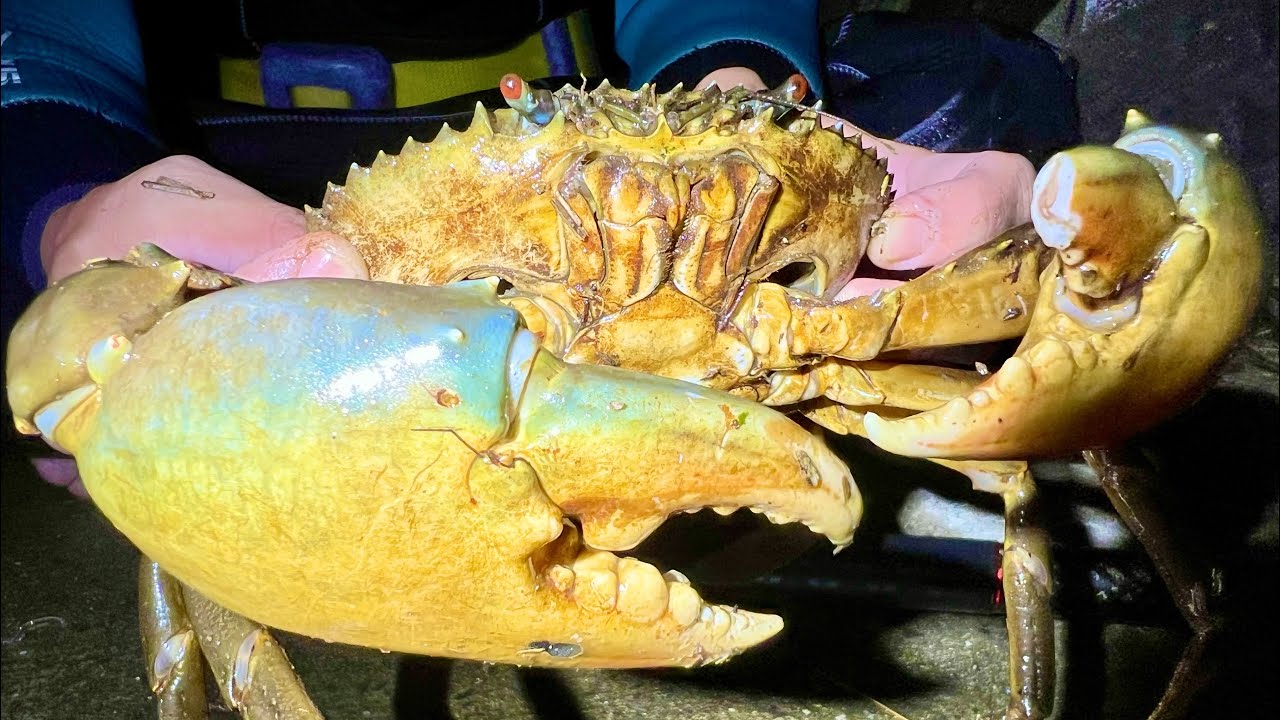 近所の磯で爆沸きした巨大高級カニを取って食う