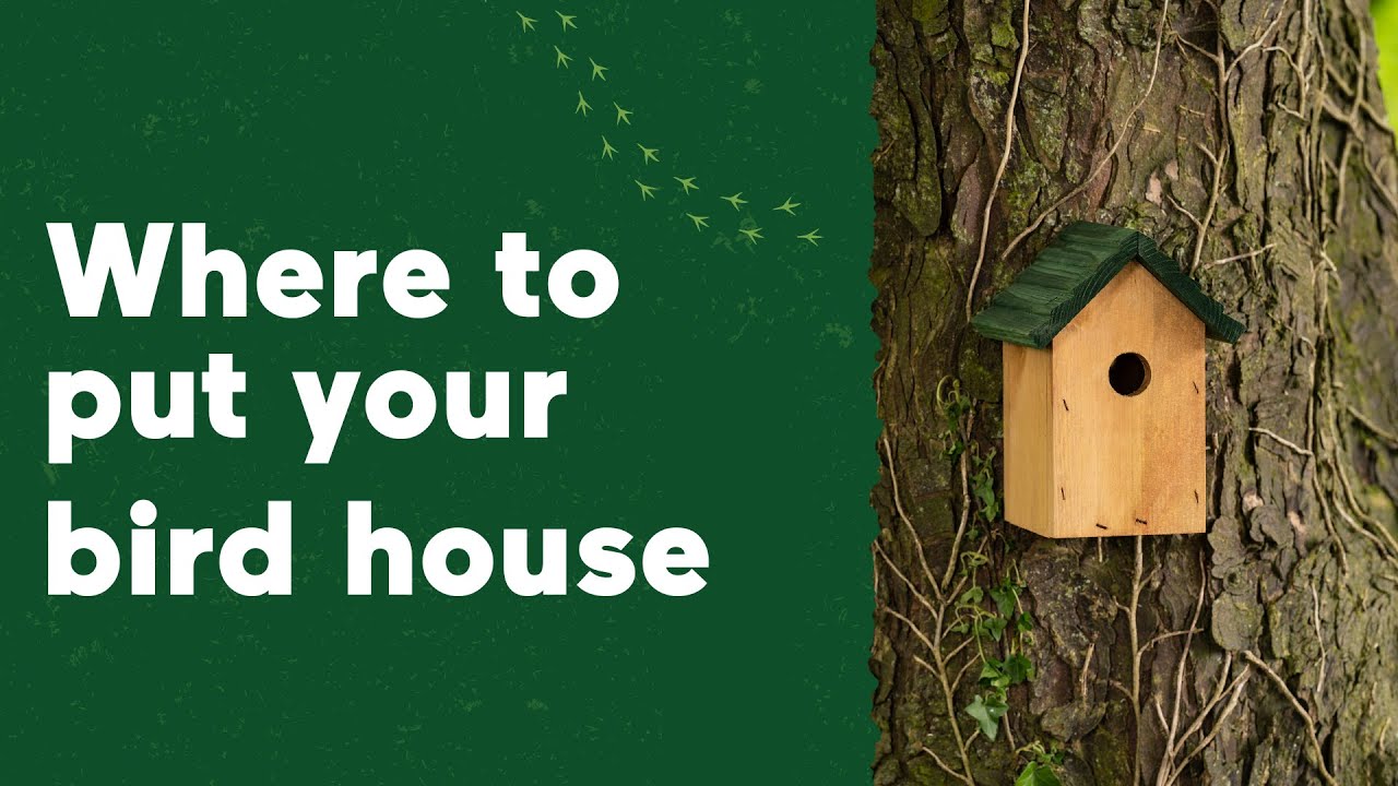 Where to put your bird house