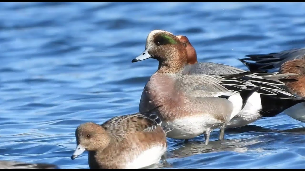 One American Wigeon, Blending into a Sea of Eurasian Wigeons