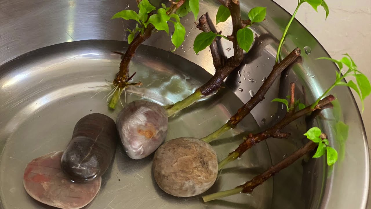 Bougainvillea propagation the EPIC way, in WATER || Rarely done 😱 Want to know WHY, please watch on
