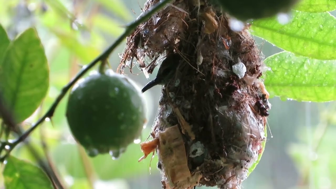 Nesting Documentary of a pair of purple rumped sunbird| wildlife documentary |