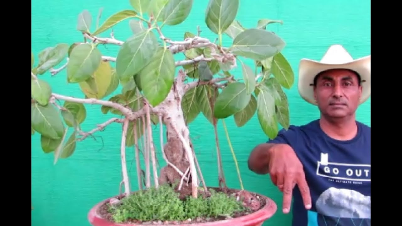 Banyan Bonsai /Chopping-Culling Technique