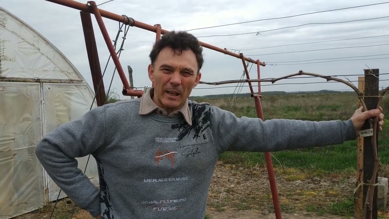 Hogyan előzzük meg a fagykárt  és mennyivel korábban indul be a hajtásnövekedés a fóliában ?
