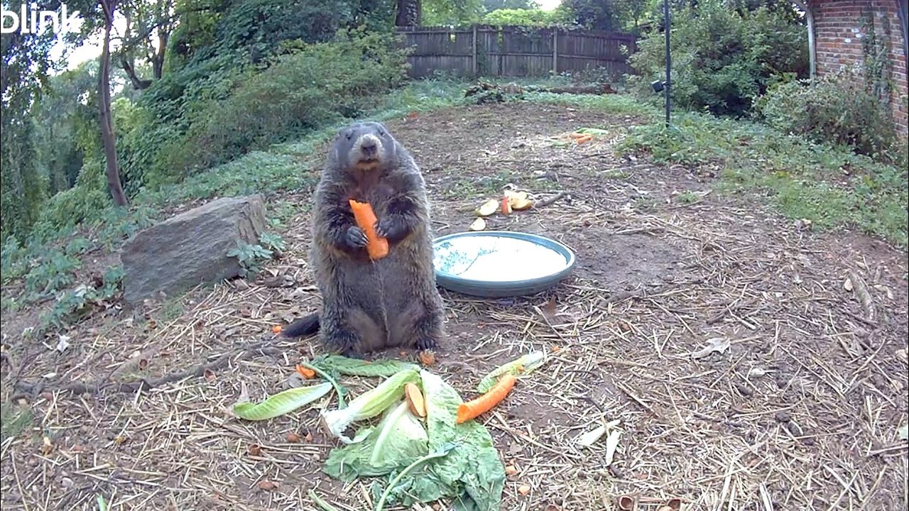 Somebody’s Getting Fat! That Means Winter Survival. 