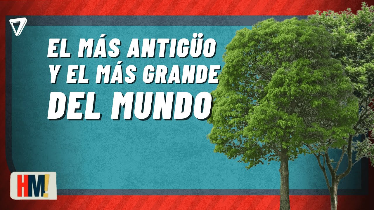 El árbol más ANTIGÜO y el más GRANDE del mundo: MARAVILLAS naturales