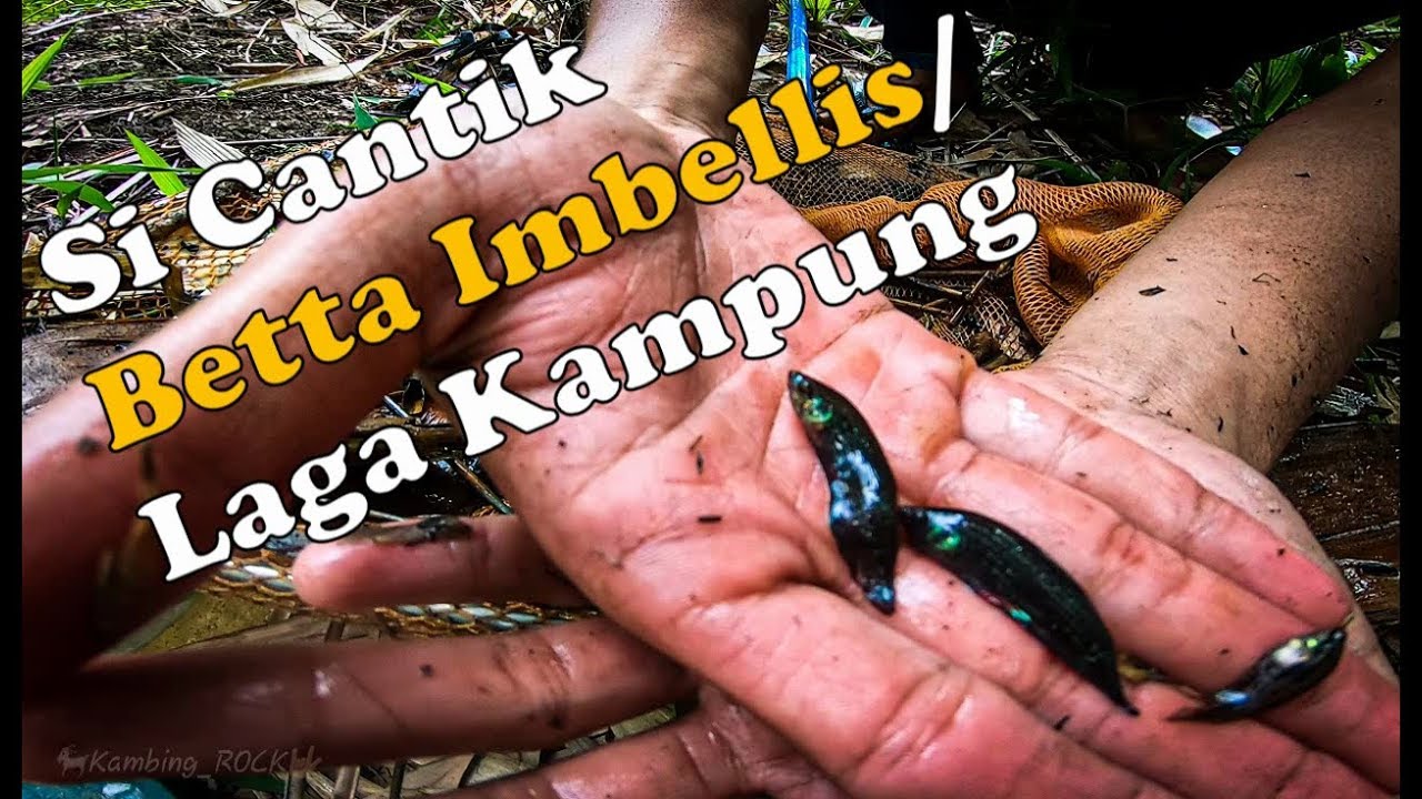 Sauk Ikan Laga Kampung. Betta Imbellis Malaysia