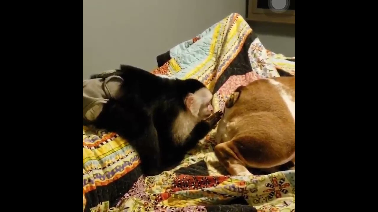 Monkey fingering the dog