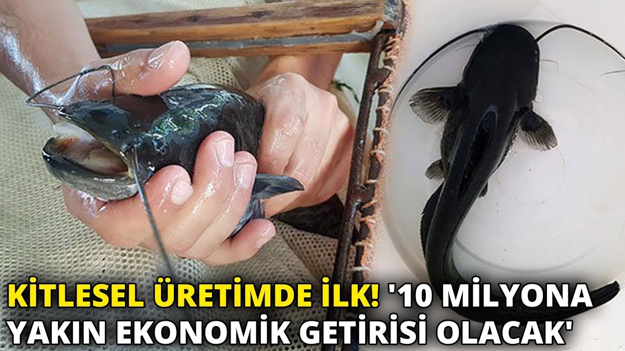 Türkiye'nin ilk kitlesel üretim yayın balıkları göllere bırakılıyor