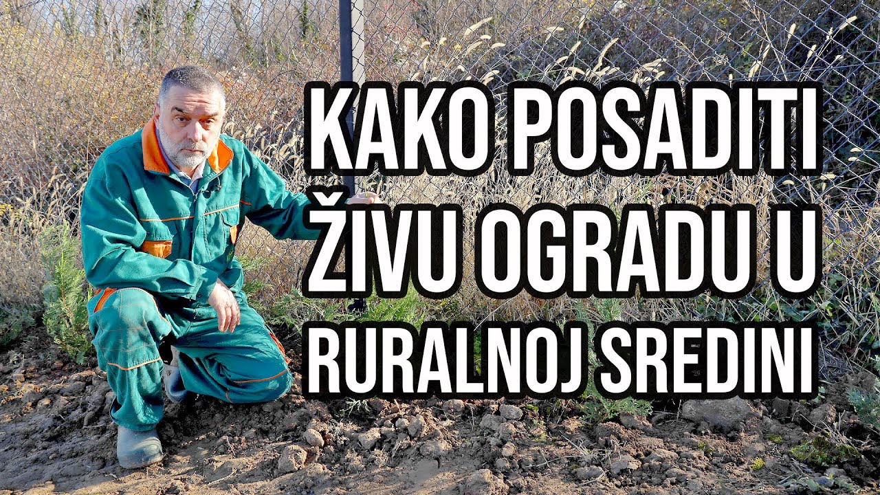 Kako posaditi živu ogradu u ruralnoj sredini