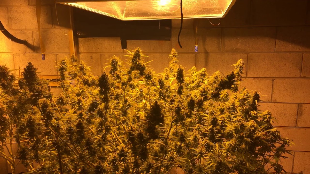 MSNL Super Sour Berry n G13 haze