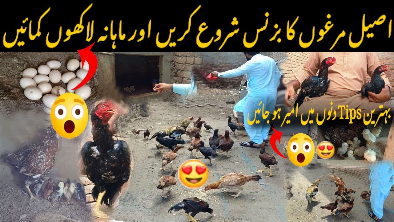 😍aseel murga ka business hen business ideas aseel farming business #vlog #aseelhenfarming
