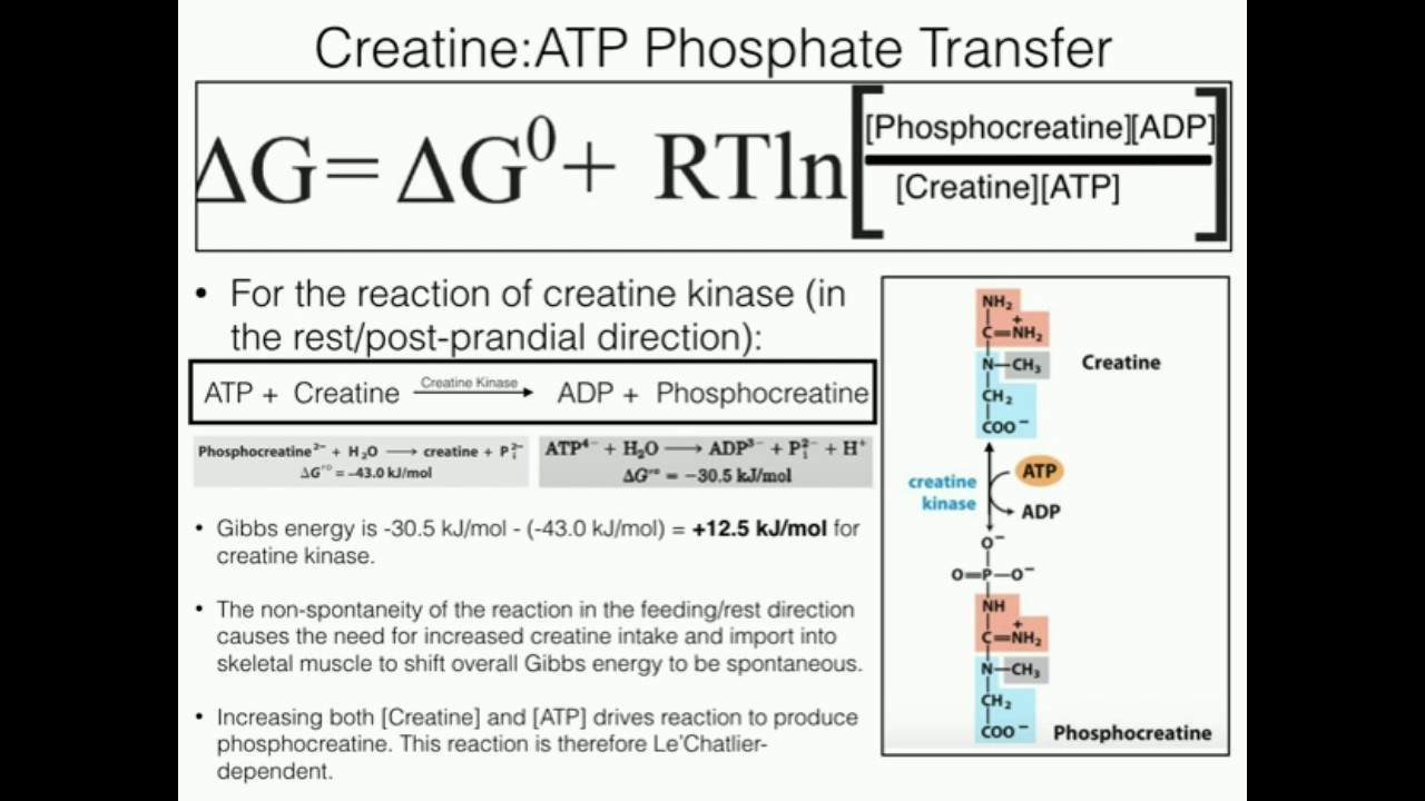 Creatine Function (1/2): Biosynthesis, Thermodynamic Concerns, and Exercise