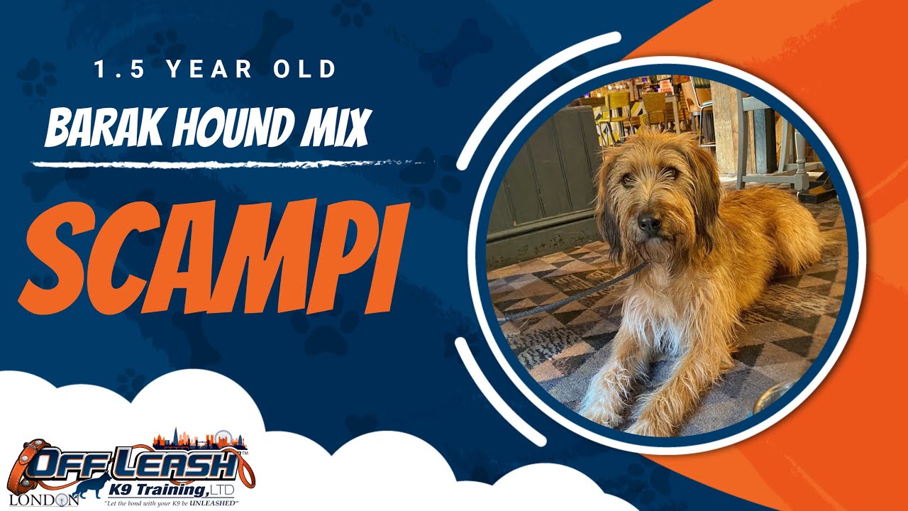 Best Barak Hound Mix Dog Training | Scampi | Dog Training in London