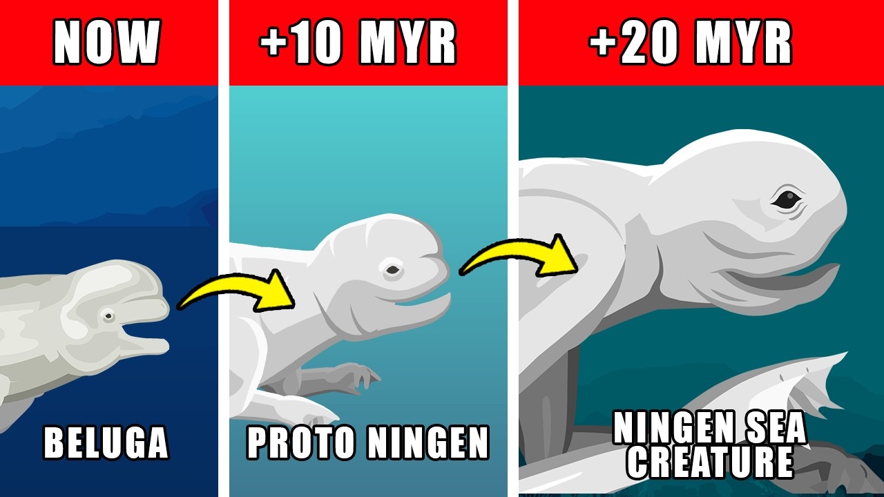 Ningen Sea Creature Origin Evolution: How Ningen Sea Creature Could Have Evolved