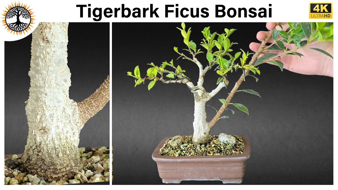 Tigerbark Ficus Bonsai - Traditional Upright