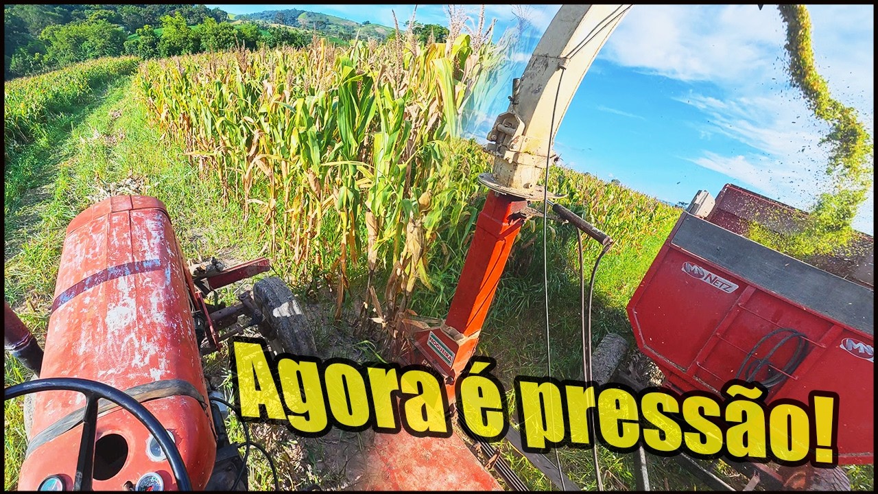 AGORA ALINHOU O CORTE DA SILAGEM! COLOCANDO PRESSÃO NO MASSEY FERGUSON 85 TURBO!