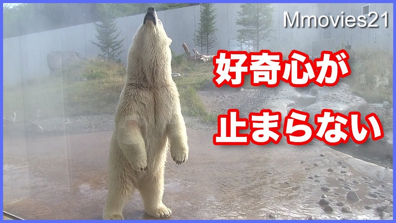 ホッキョクグマのミストの反応　飼育員のお姉さんもびっくり デナリの餌を守れ